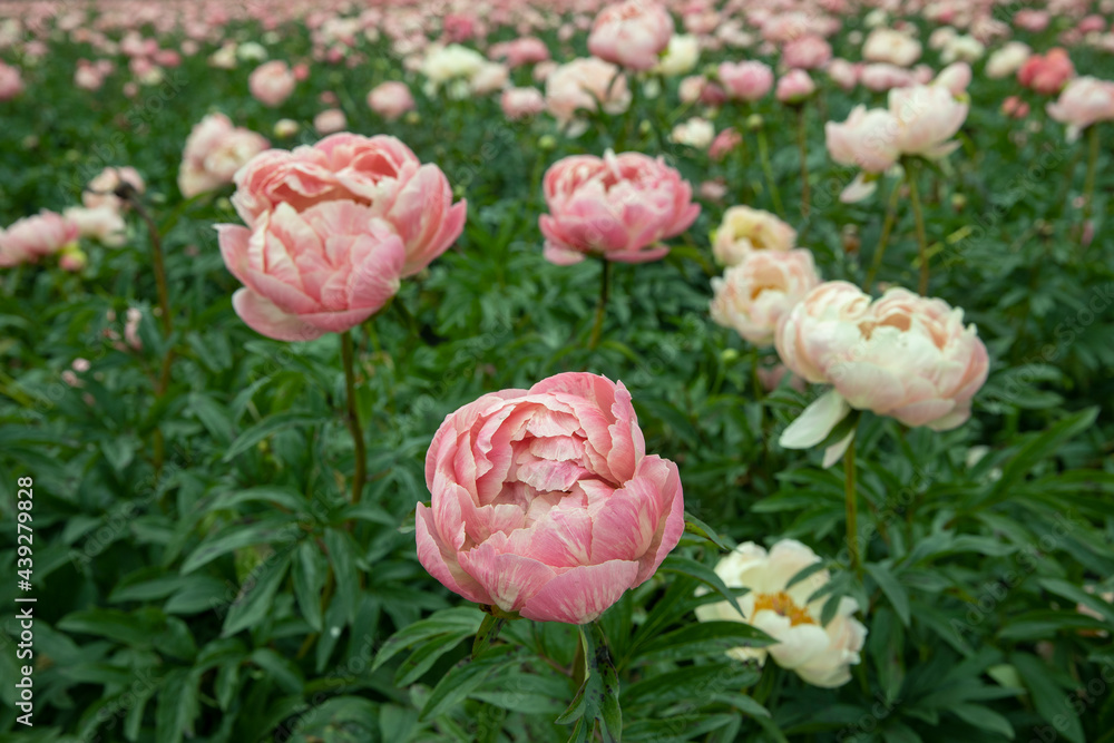 Field of peony roses. Paeoniaceae. Uffelte Drente Netherlands. Field of peony roses. Paeoniaceae. Uffelte Drente Netherlands.
