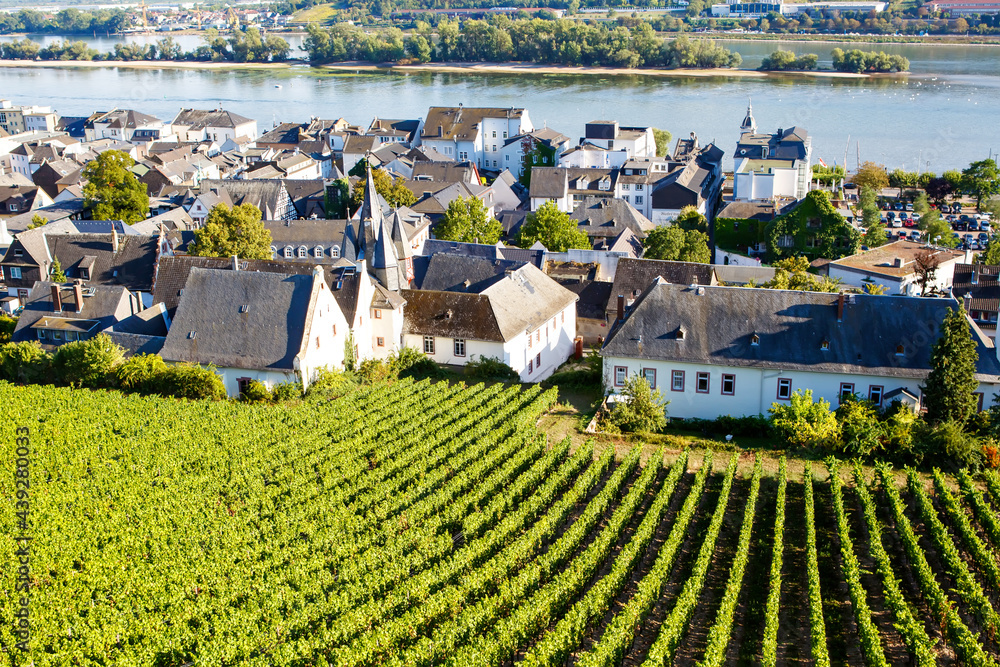 Famous Rheingau vineyards region in late summer in Germany, green hills on sunny day. Famous vineyard region. View on Rudesheim am Rhein historical town centre