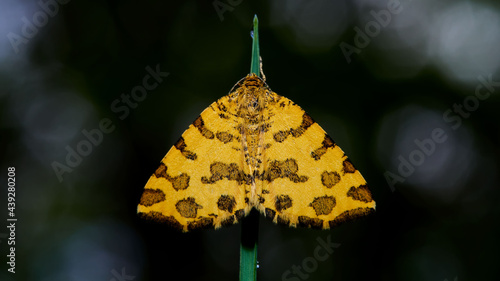 wildlife photo of a speckled yellow - Pseudopanthera macularia photo