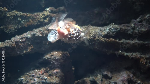 Back Side of Cyclichthys Fish at XPark Aquarium Taoyuan Taiwan. photo