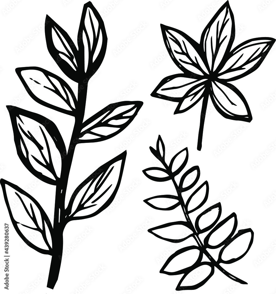 Vector hand drawn doodles different leaves set, linned tree leaves, drawn elements Vector hand drawn doodles different leaves set, linned tree leaves, drawn elements