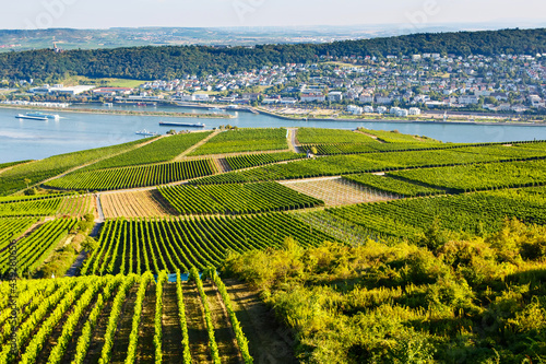 Famous Rheingau vineyards region in late summer in Germany  green hills on sunny day. Famous vineyard region near Mosel and Rhine in Germany. Making of delicious red wine.