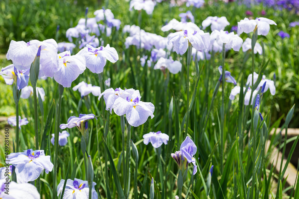 白鷺公園の菖蒲園