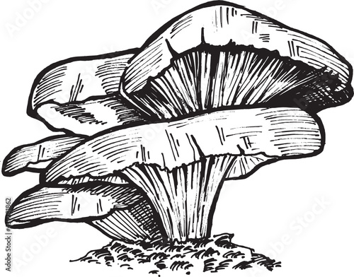 mushroom. Nature Forest Hand drawn Elements