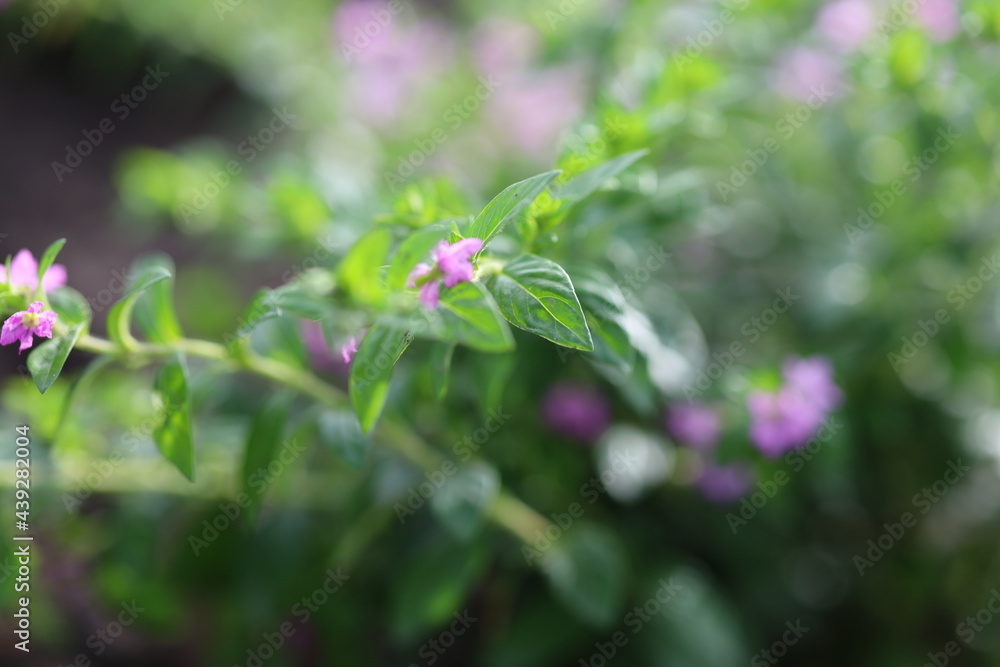 flower flower