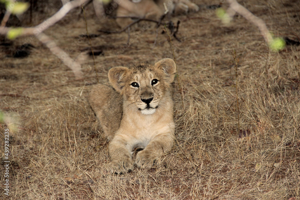 Lion cub of Gir forest Lion cub of Gir forest