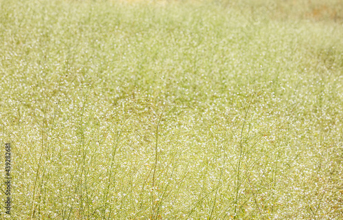 Wildflowers at noon on the Gollans photo