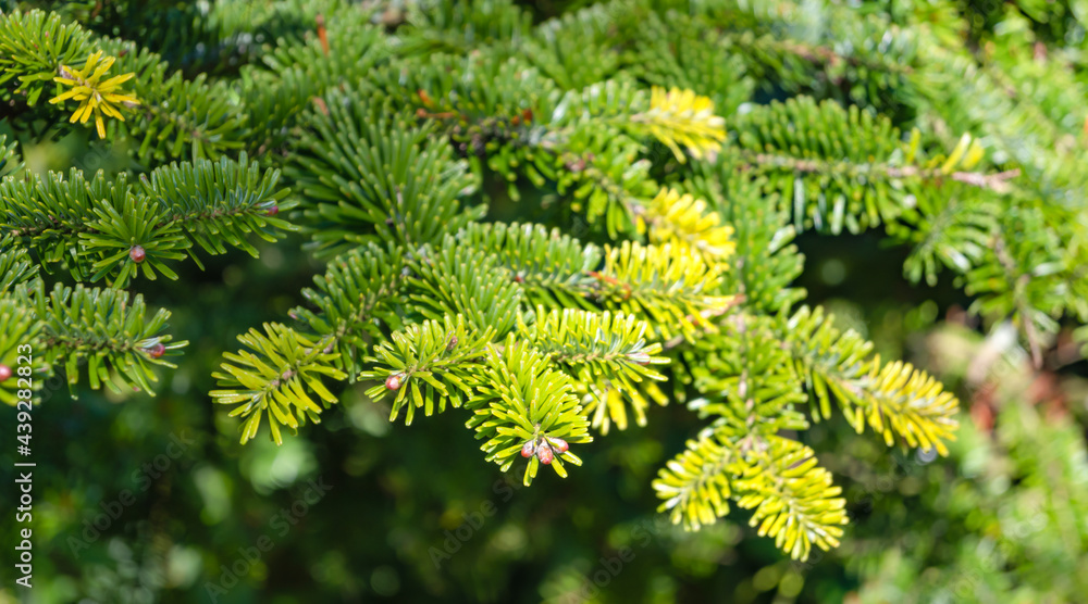 Balsam Fir close up with spring time new growth Balsam Fir close up with spring time new growth