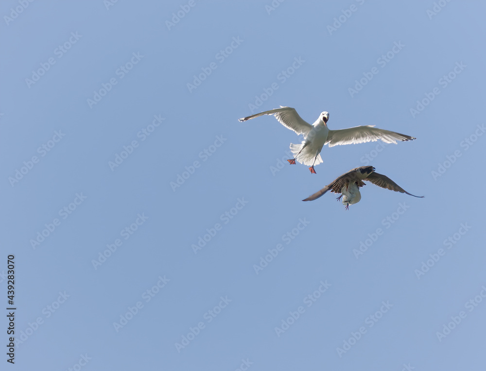 Obraz premium peregrine being mobbed by gull after stolen chick