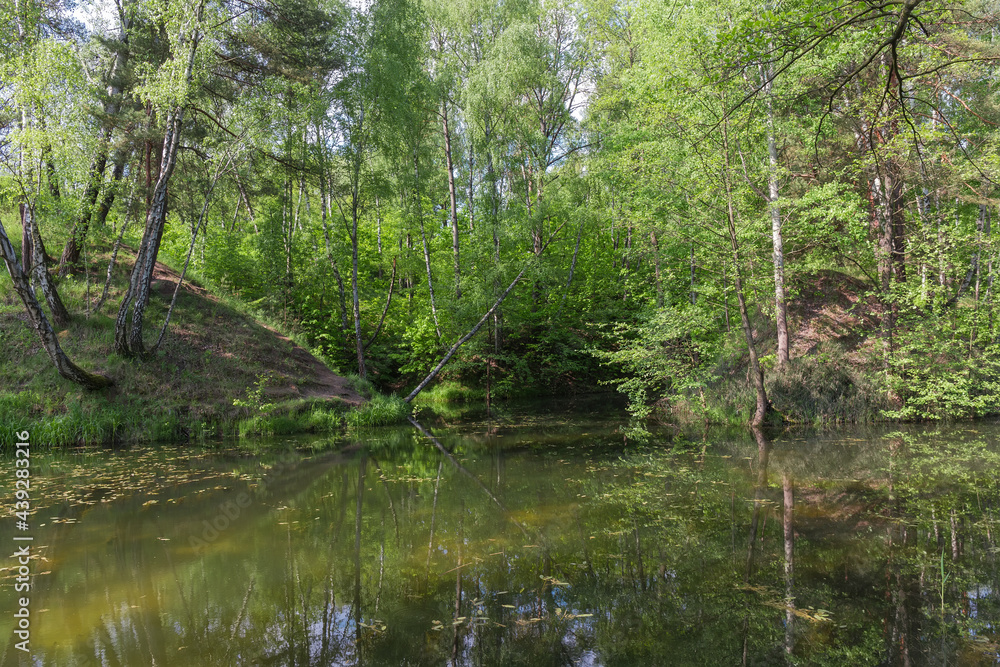 Small shallow forest lake partly overgrown in early summer Small shallow forest lake partly overgrown in early summer