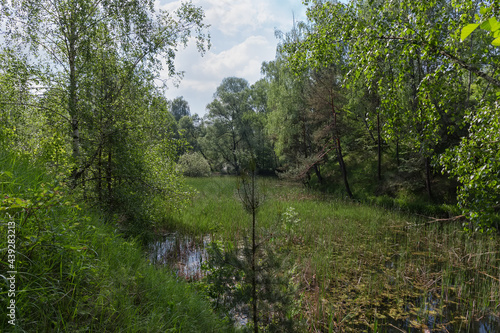 Small shallow forest lake overgrown with reeds in early summer