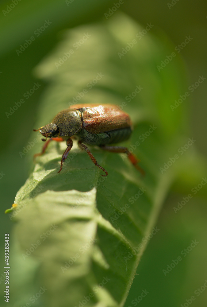 Ein Juni Käfer auf einem Blatt Ein Juni Käfer auf einem Blatt