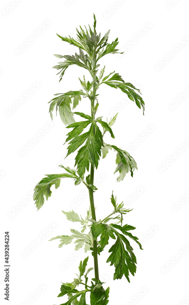 Common wormwood herbal plant, stalk with leaves isolated on white background, top view Common wormwood herbal plant, stalk with leaves isolated on white background, top view
