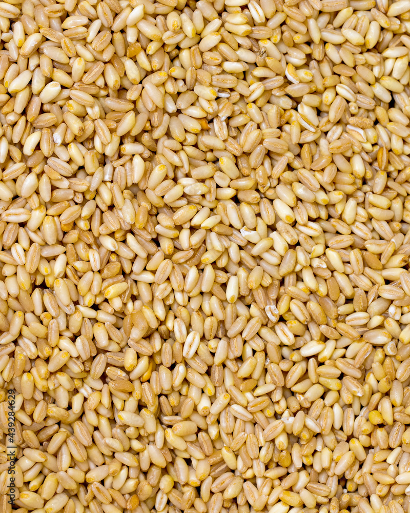 Close-up wheat grains. Wheat grains as background texture Close-up wheat grains. Wheat grains as background texture