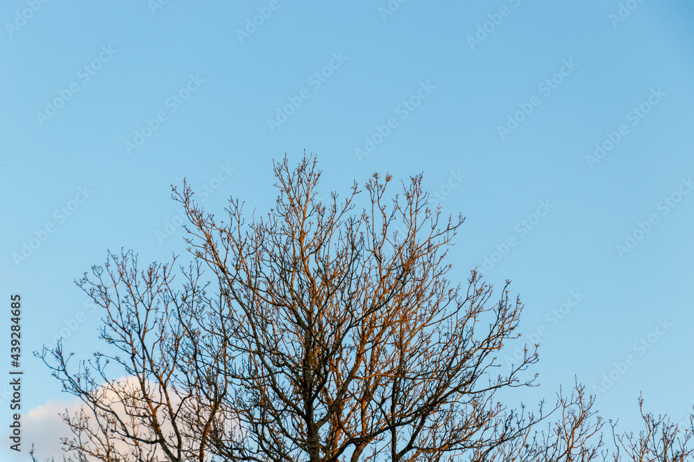 Blue sky with ash tree branches silhouette. Small sunny cloud Blue sky with ash tree branches silhouette. Small sunny cloud