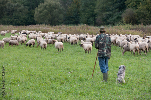 sheep, lambs, herd, flock, shepherd on a pasture