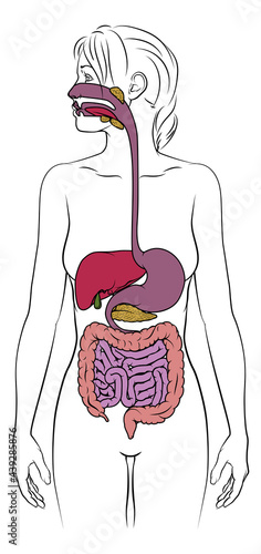 Human Digestive System Woman Anatomy Diagram