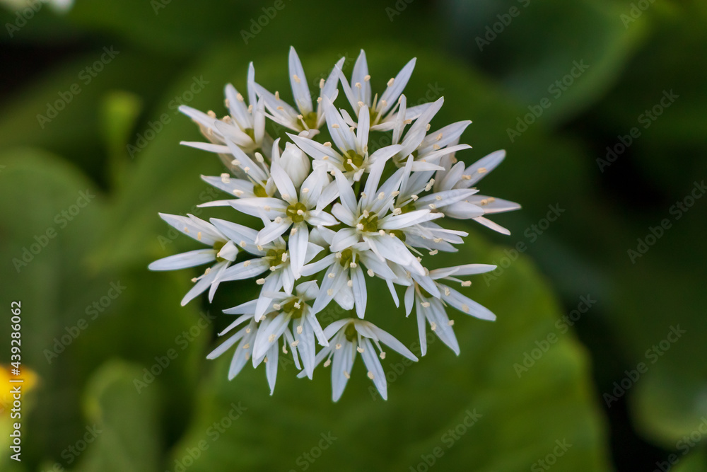 Allium ursinum, wild garlic, wild cowleek, ramsons, buckrams, broad-leaved garlic, wood garlic, bear leek or bear's garlic white flower with blurred background Allium ursinum, wild garlic, wild cowleek, ramsons, buckrams, broad-leaved garlic, wood garlic, bear leek or bear's garlic white flower with blurred background