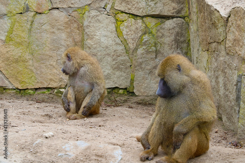 Close-up on monkeys that are sitting on the ground.