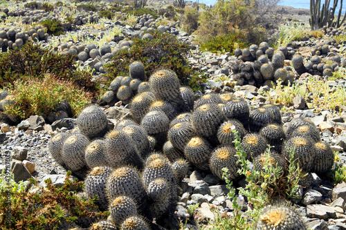 Closeup of group many cacti (copiapoa tenebrosa) on dry arid stony ground, pacific coast, Chile (focus on center of lower group) photo