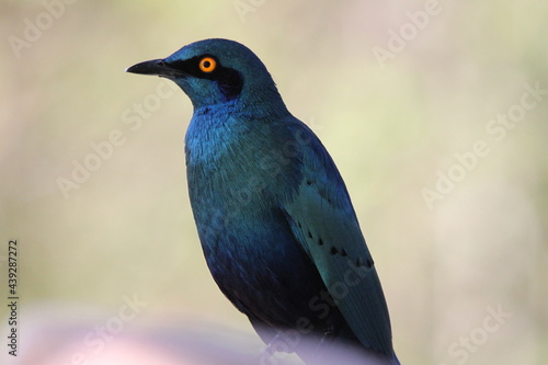 Starling bird (ID: 439287272)