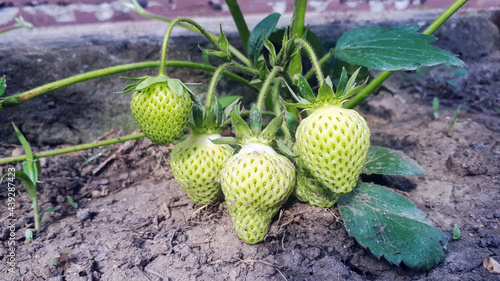 Unripe green strawberries starting to grow ripe. Strawberries in the garden on an organic farm. Light green unripe strawberries on a bush with green leaves growing on ground