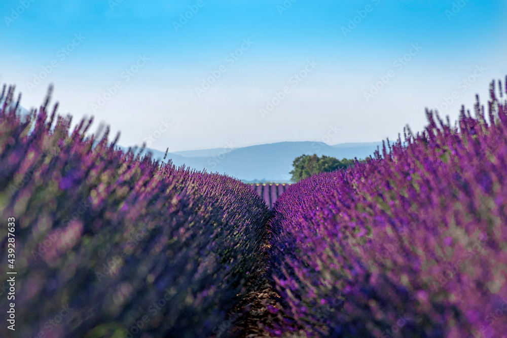 Fototapeta premium Valensole