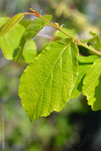 Witch Hazel