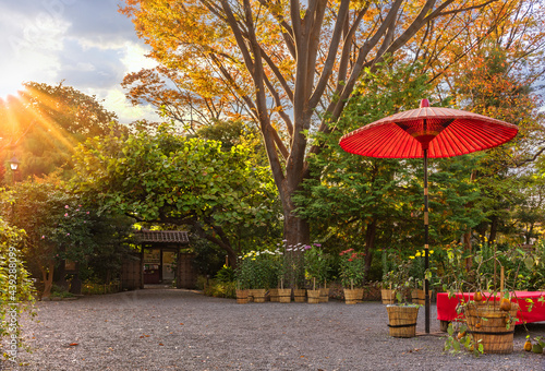 Traditional nodategasa paper umbrella surrounded by Japanese Edo Chrysanthemum flowers  and Terajima eggplants in the Mukojima-Hyakkaen Gardens of mukojima at sunset.