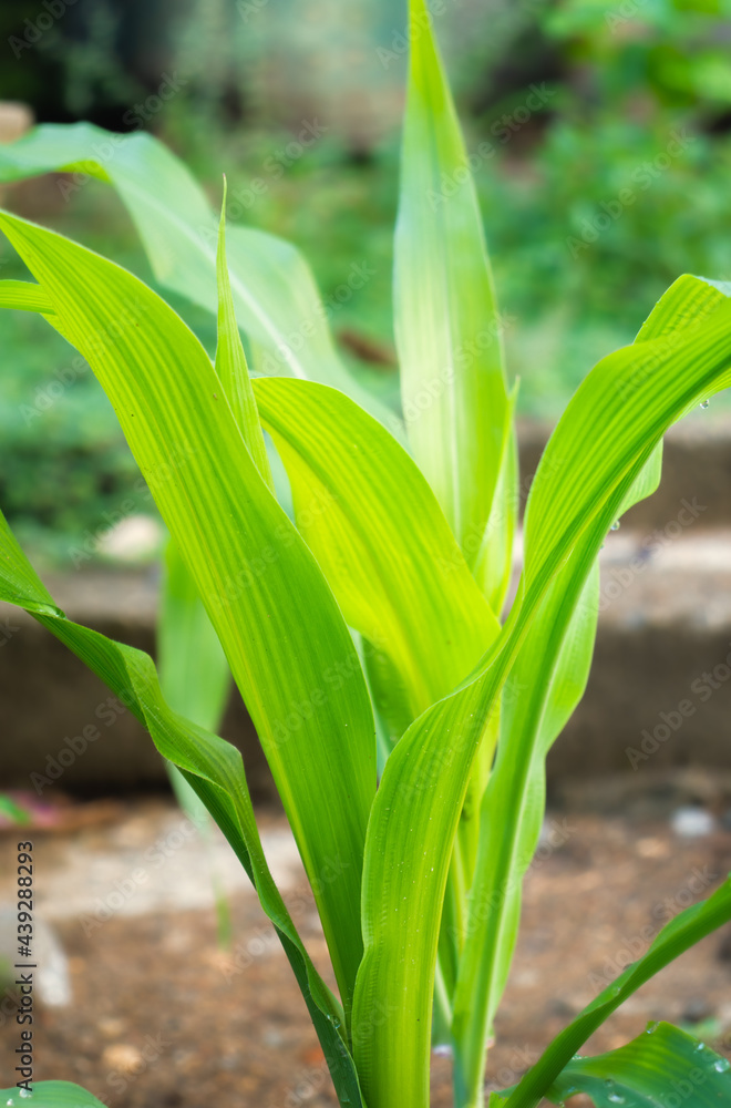Obraz premium Young corn plant and lush bright green leaves in the home backyard garden, leaf pattern and texture,