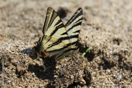 Papillon sur le sable 