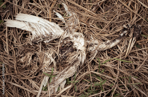 Foto Bird carcass decaying in the ground, circle of life, dead heron bird