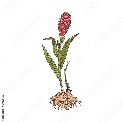 Blooming ginger plant with roots, engraving vector illustration isolated.
