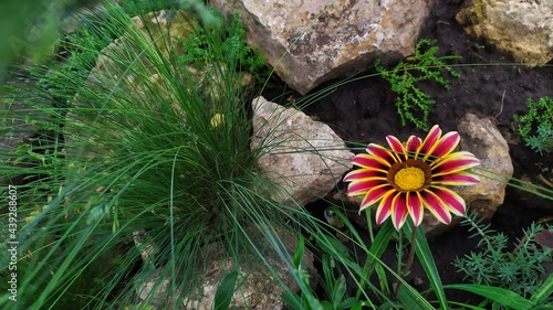 Цветок на фоне растений и камней