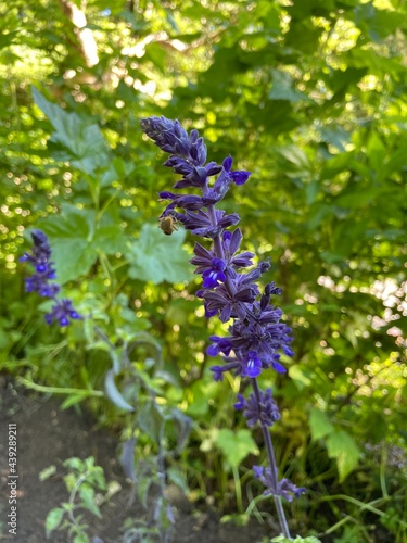 flowers in the garden