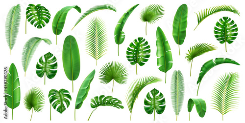 Tropical branches and leaves large collection. Isolated set of leafage of palms and palmetto, banana and monstera, jungles and foliage decor, vegetation of jungles. Realistic 3d cartoon vector