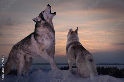 in winter, an obscene wise wolf teaches his little wolf cub how to howl correctly 