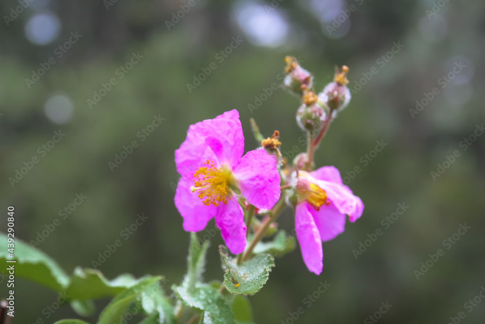 Obraz premium strange flower