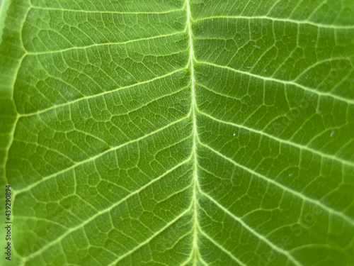 close up of green leaf