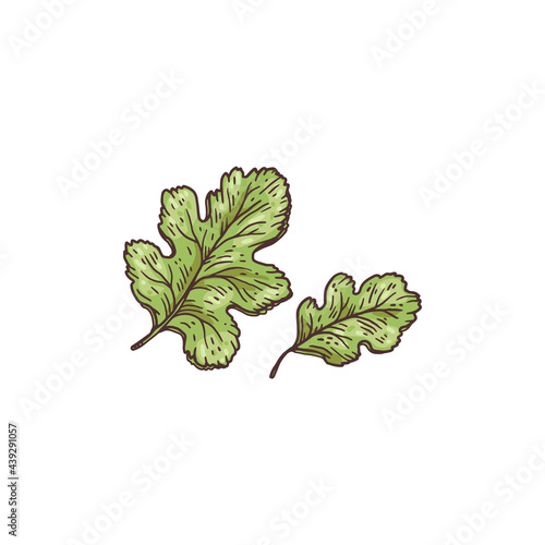 Hand drawn leaves of mustard herb vintage engraving vector illustration isolated.
