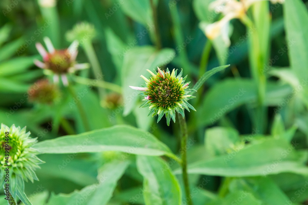 close up of a coneflower blossom in growing in the front garden close up of a coneflower blossom in growing in the front garden