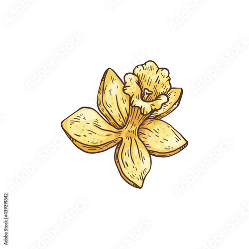 Vanilla yellow blooming flower, hand drawn sketch vector illustration isolated.
