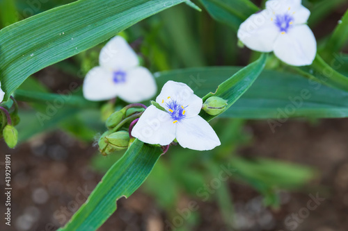 close up of a white Widows Tears blossoms in the garden photo