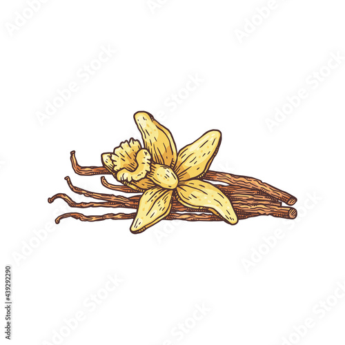 Vanilla yellow flower and dried pods, hand drawn vector illustration isolated.