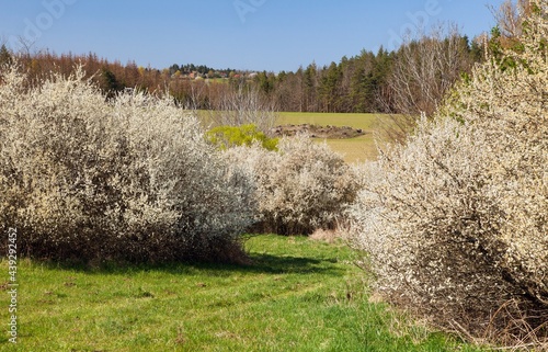 white flowering blackthorn bush, springtime view