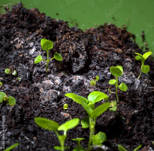 Mold on the ground in a flower pot, mold infested ground