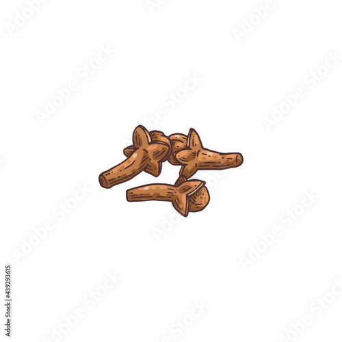 Clove plant dried flower buds engraving vector illustration isolated.