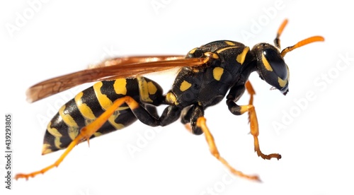 wasp isolated on white background Vespula Vulgaris photo