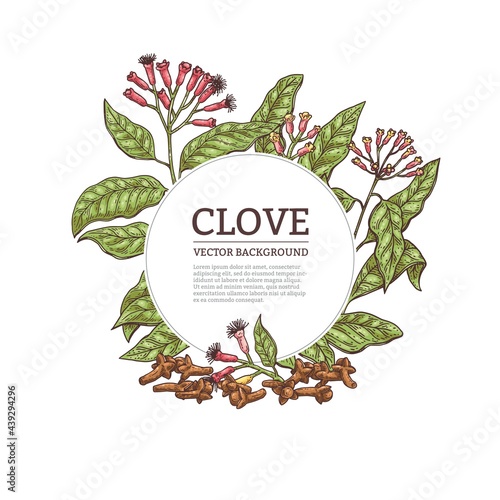 Background with clove plant parts, engraving vector illustration isolated.