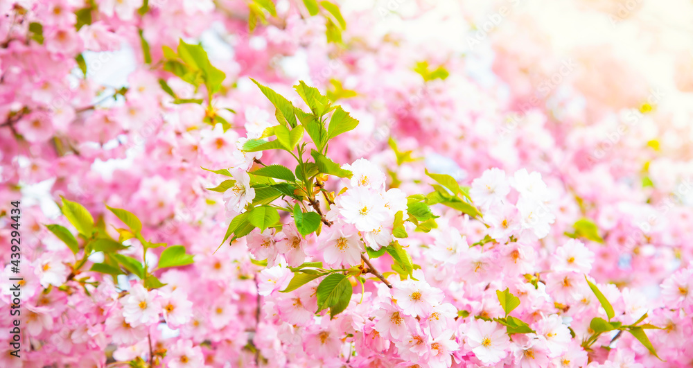 Fototapeta Cherry blossom, spring sakura background